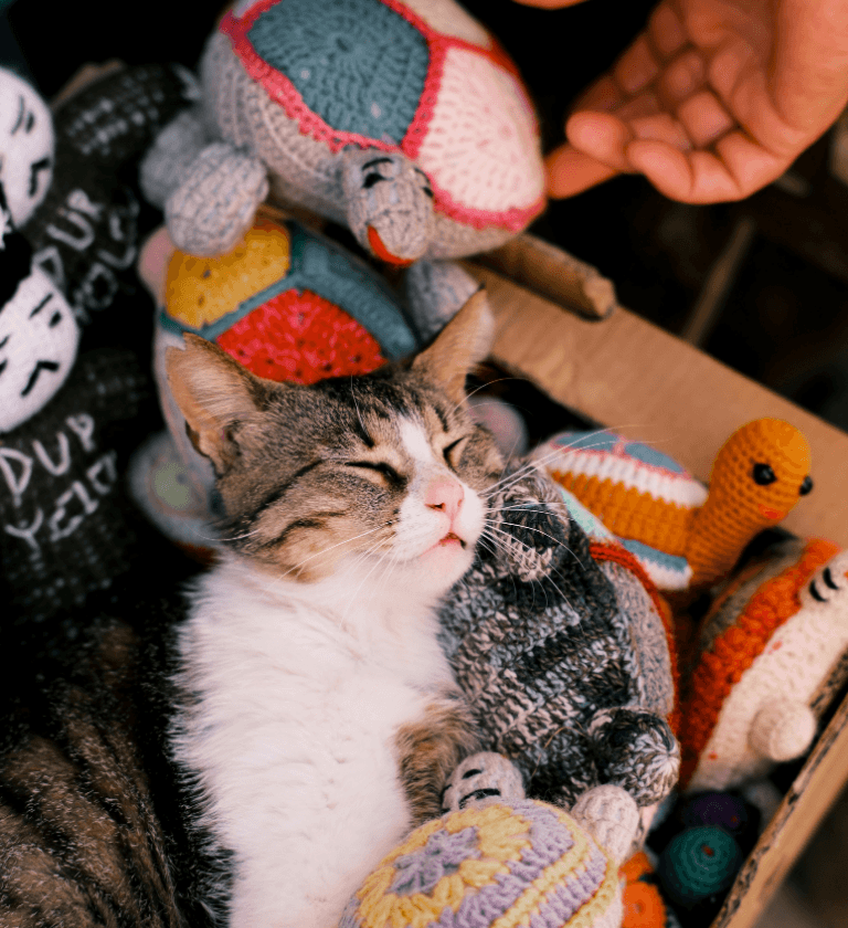 Kedi Ürünleri