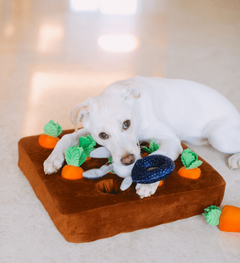 Köpek Ürünleri