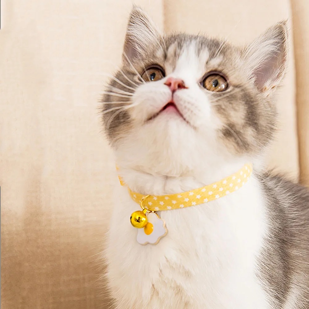 Zilli Kedi Boyun amp; Göğüs Tasması